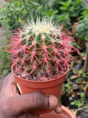 Cactus 02