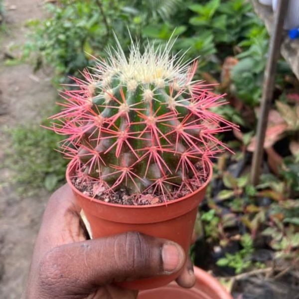 Cactus 02